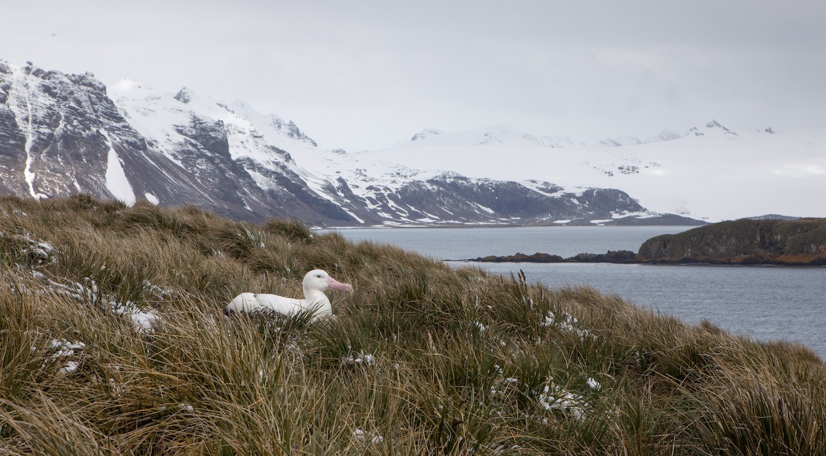 Snowy Albatross - ML617507957