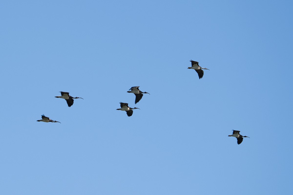ibis slámokrký - ML617507980