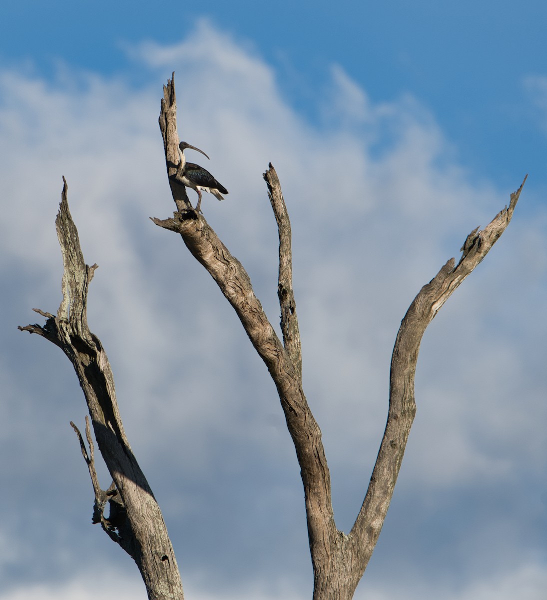 Straw-necked Ibis - Helen Leonard