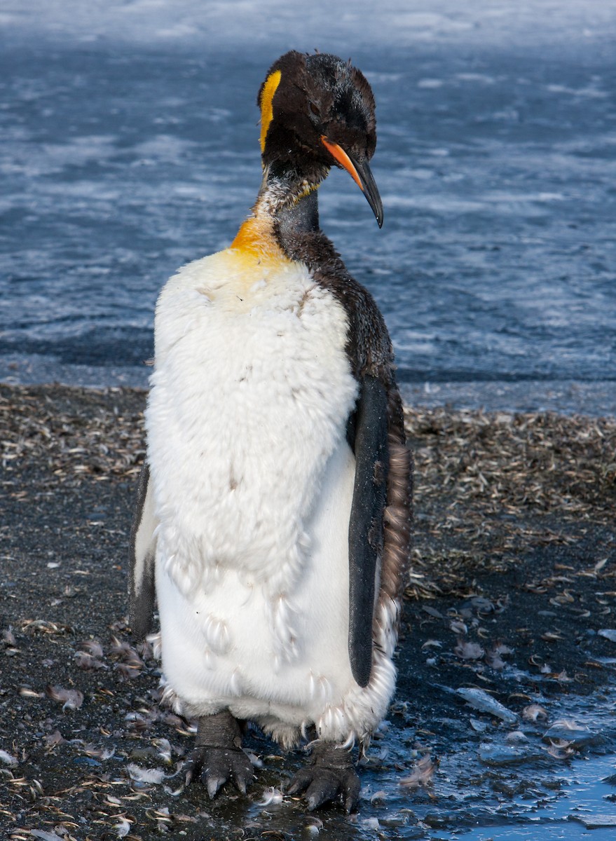 tučňák patagonský - ML617508089