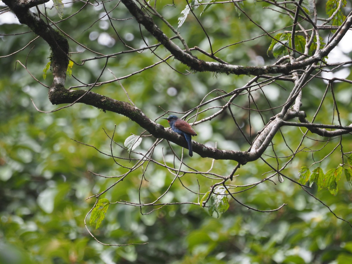 Blue-headed Bee-eater - Adrian Hinkle