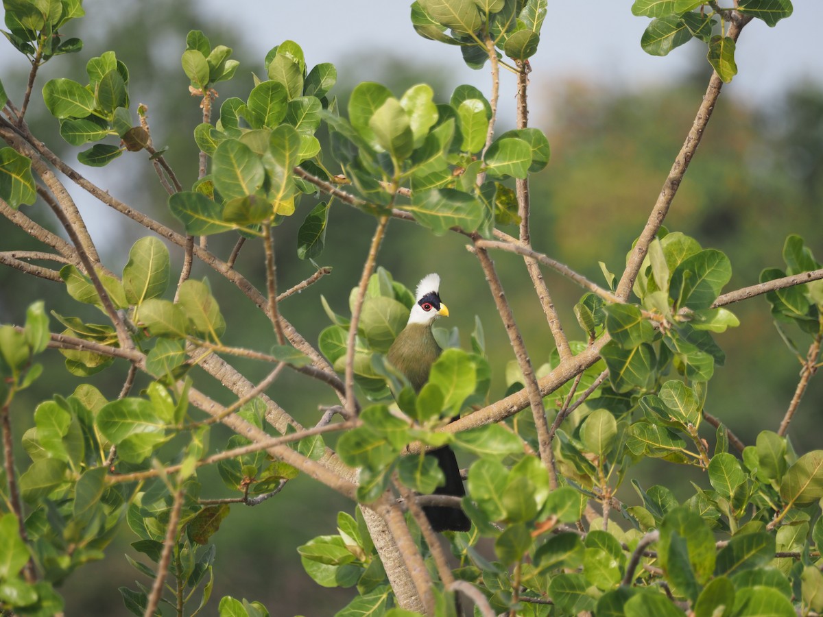 White-crested Turaco - ML617508202
