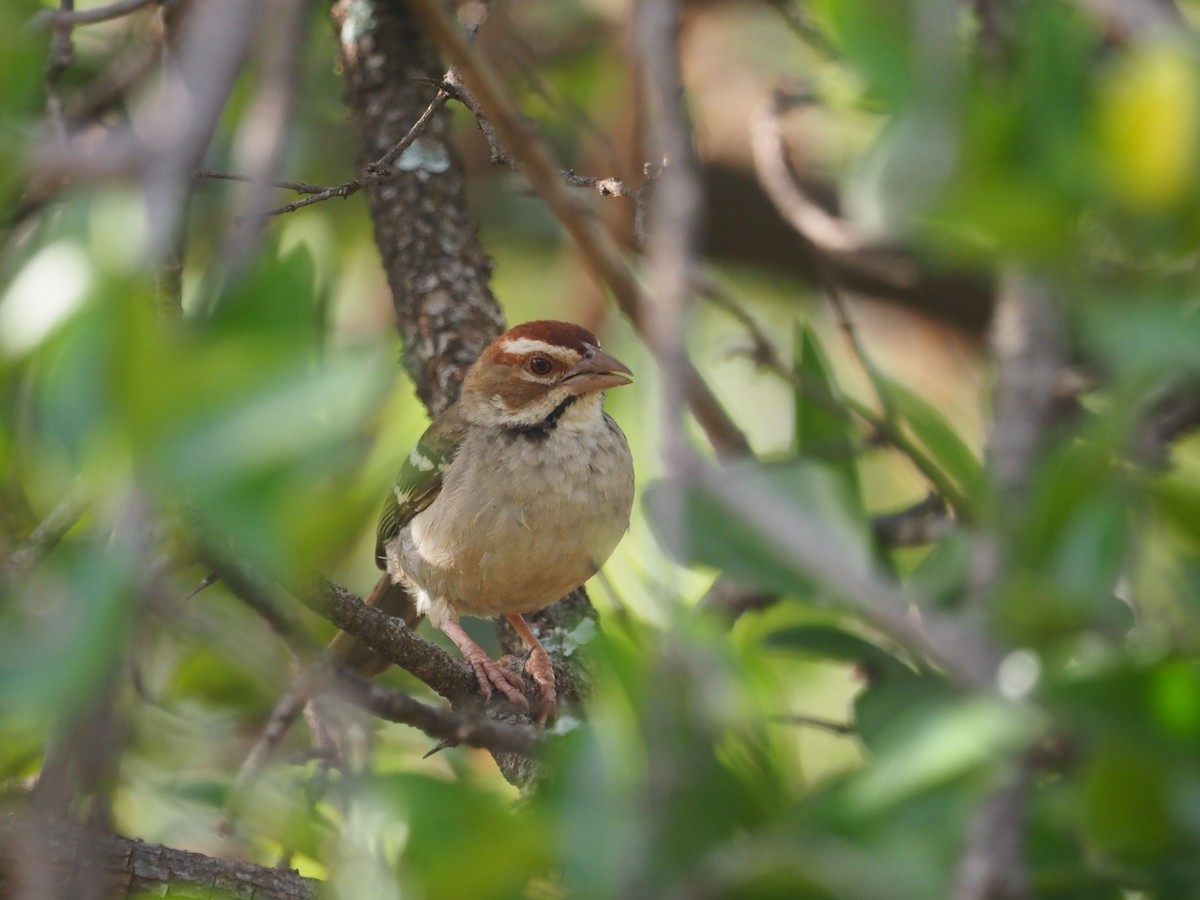 Chestnut-crowned Sparrow-Weaver - ML617508206