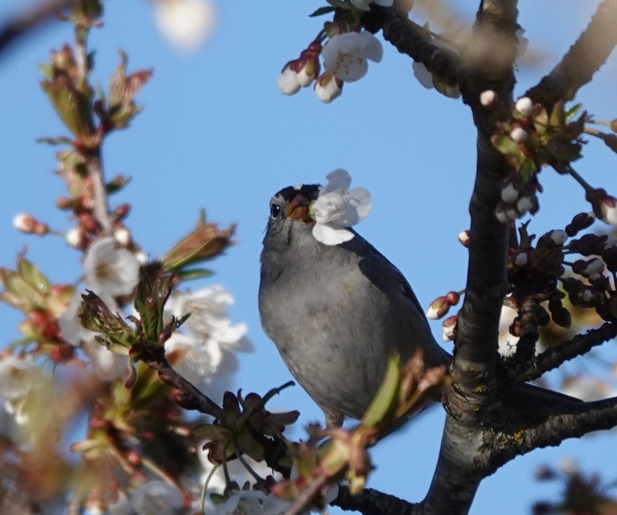 White-crowned Sparrow - ML617508245