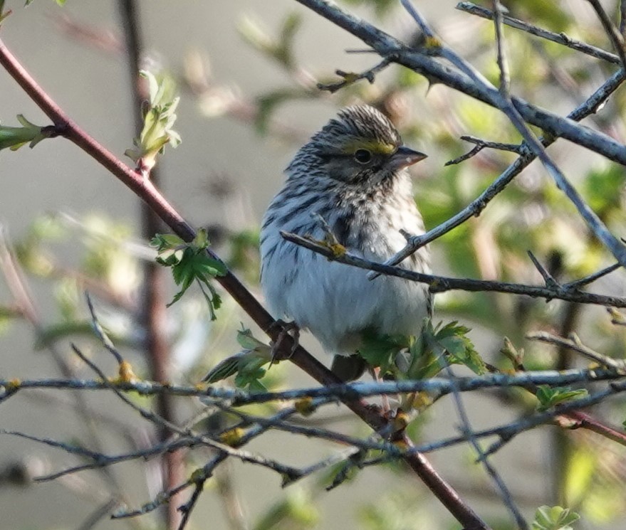Savannah Sparrow - ML617508255