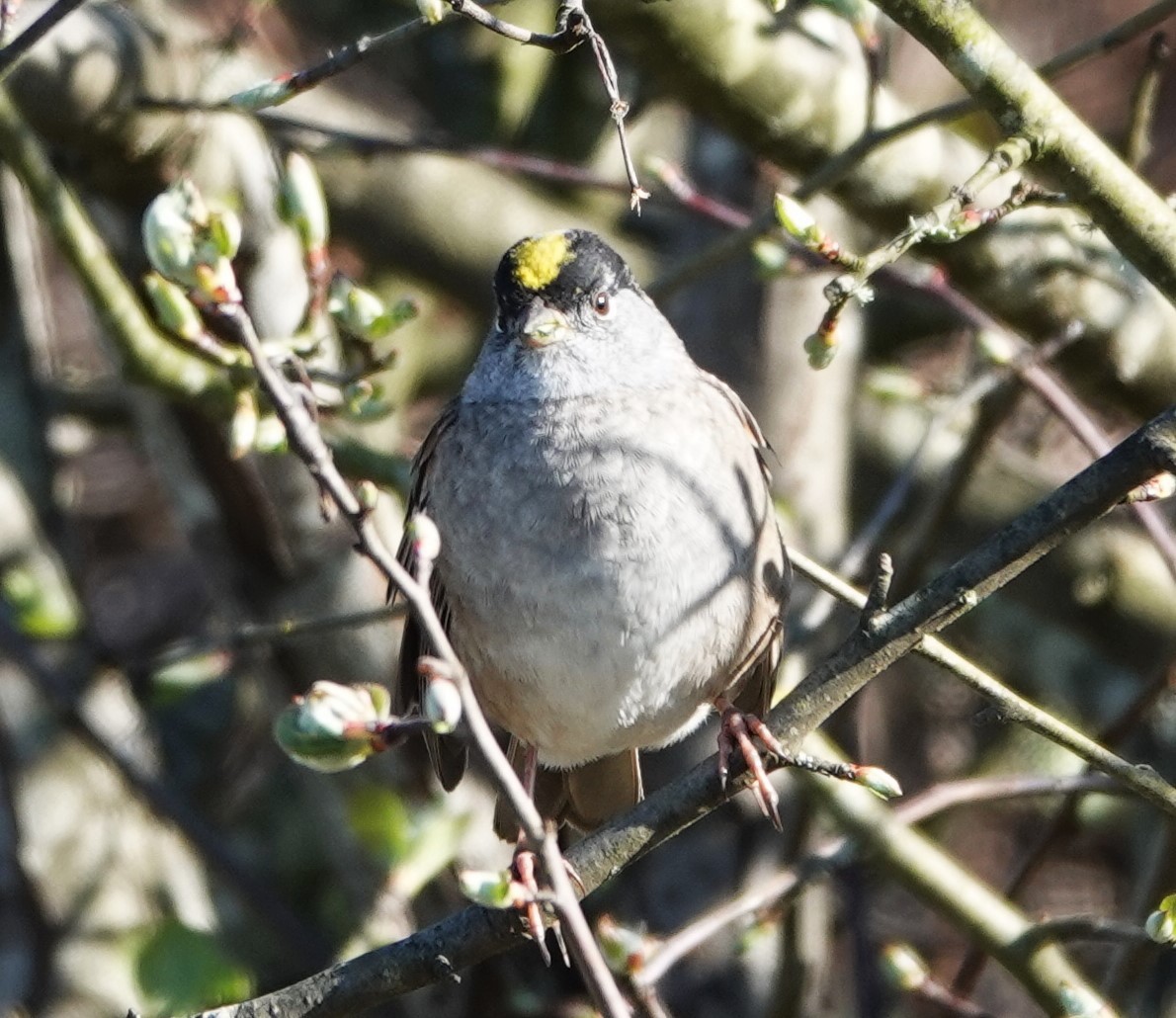Golden-crowned Sparrow - ML617508285