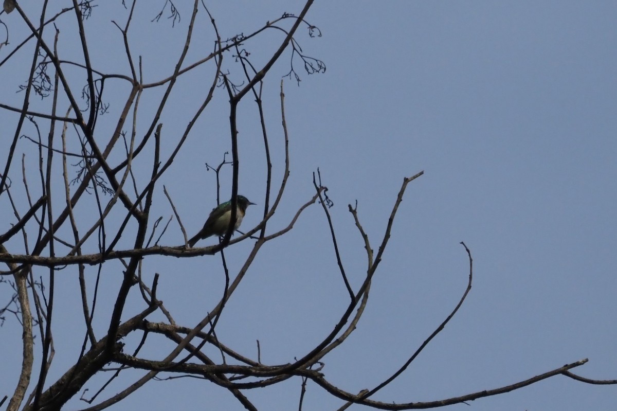 Green Sunbird (Gray-throated) - Adrian Hinkle