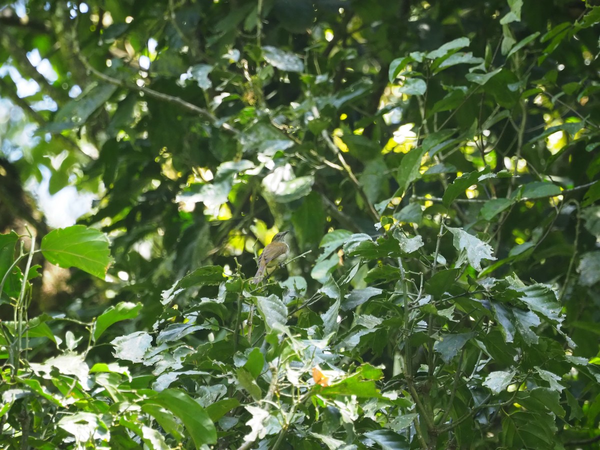 Olive-bellied Sunbird - Adrian Hinkle