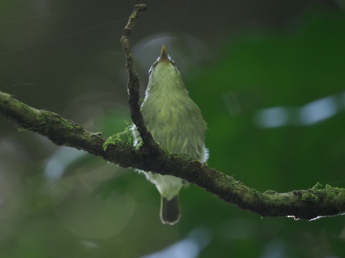 Uganda Woodland-Warbler - Adrian Hinkle