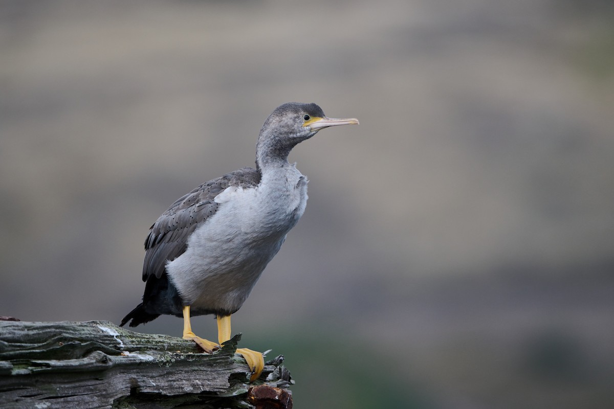Spotted Shag - ML617508504