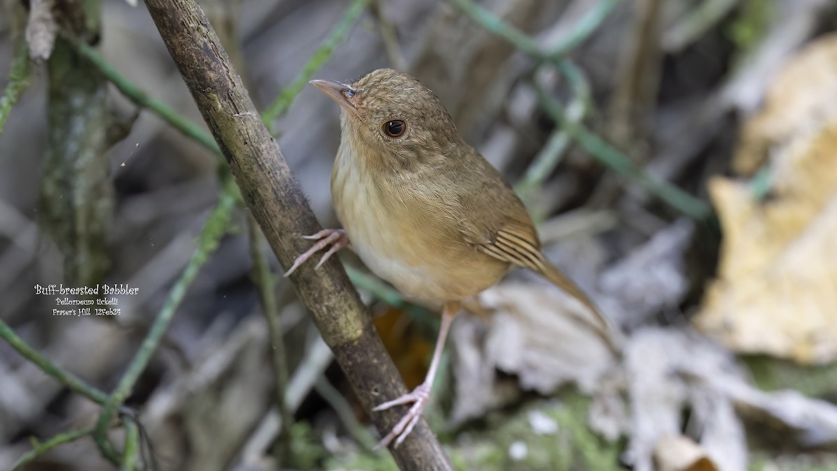 Buff-breasted Babbler - Kenneth Cheong