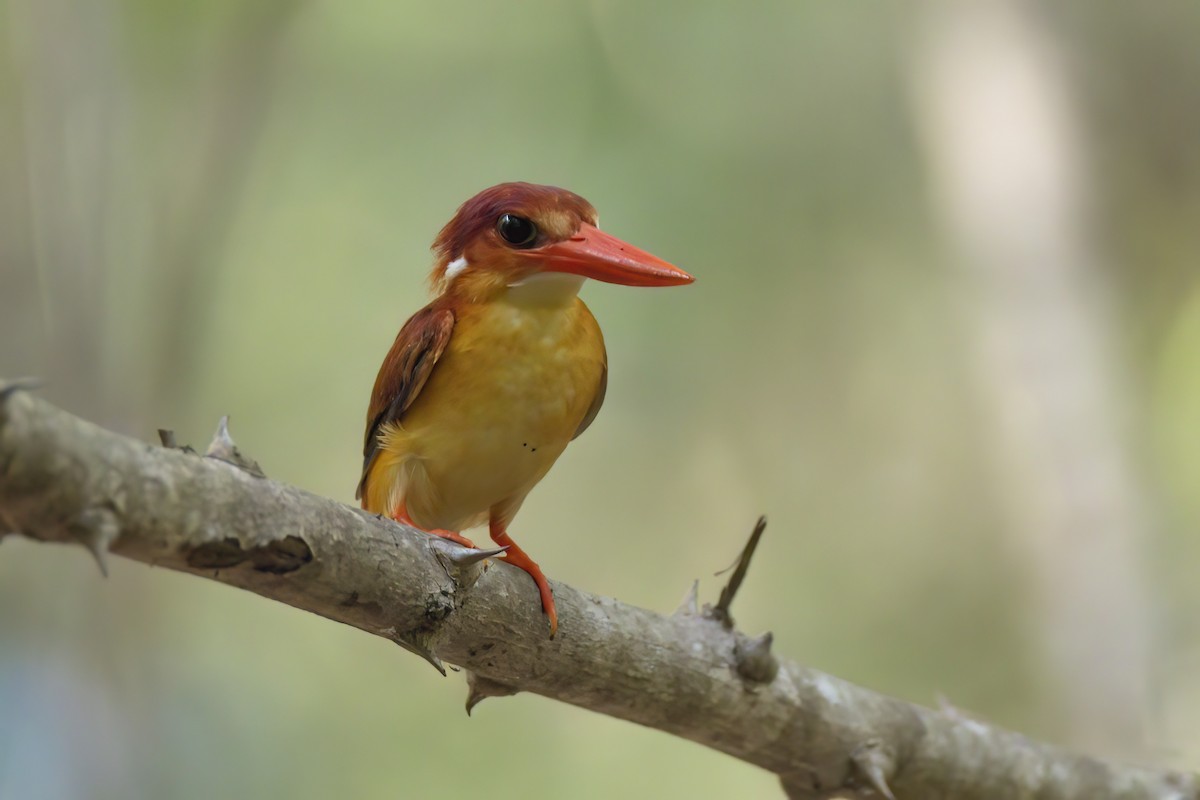 Rufous-backed Dwarf-Kingfisher - Andreas Heikaus