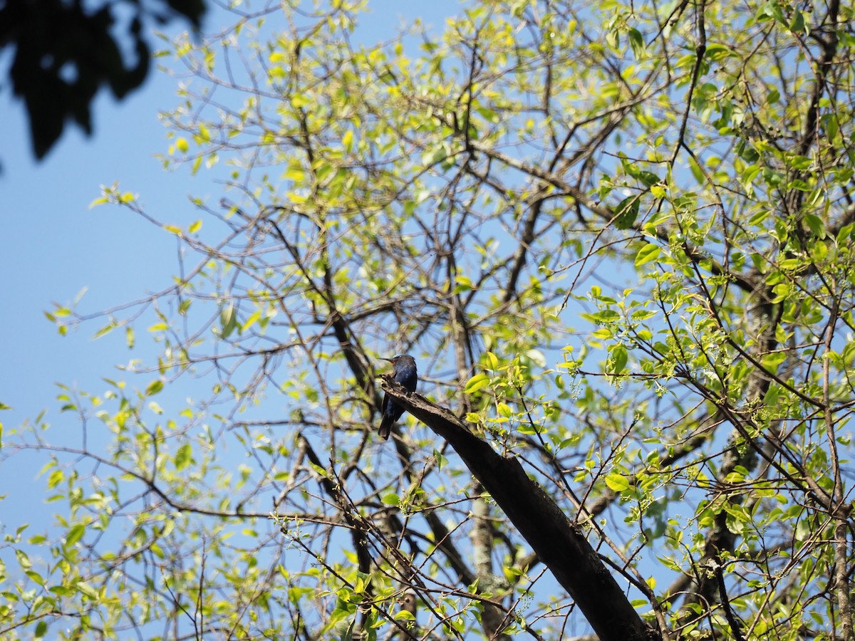 Blue-headed Bee-eater - Adrian Hinkle