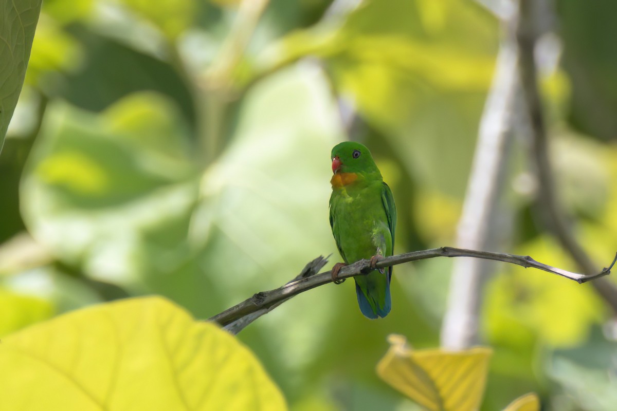 Yellow-throated Hanging-Parrot - ML617508523