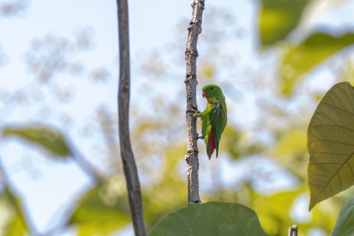 Yellow-throated Hanging-Parrot - ML617508524