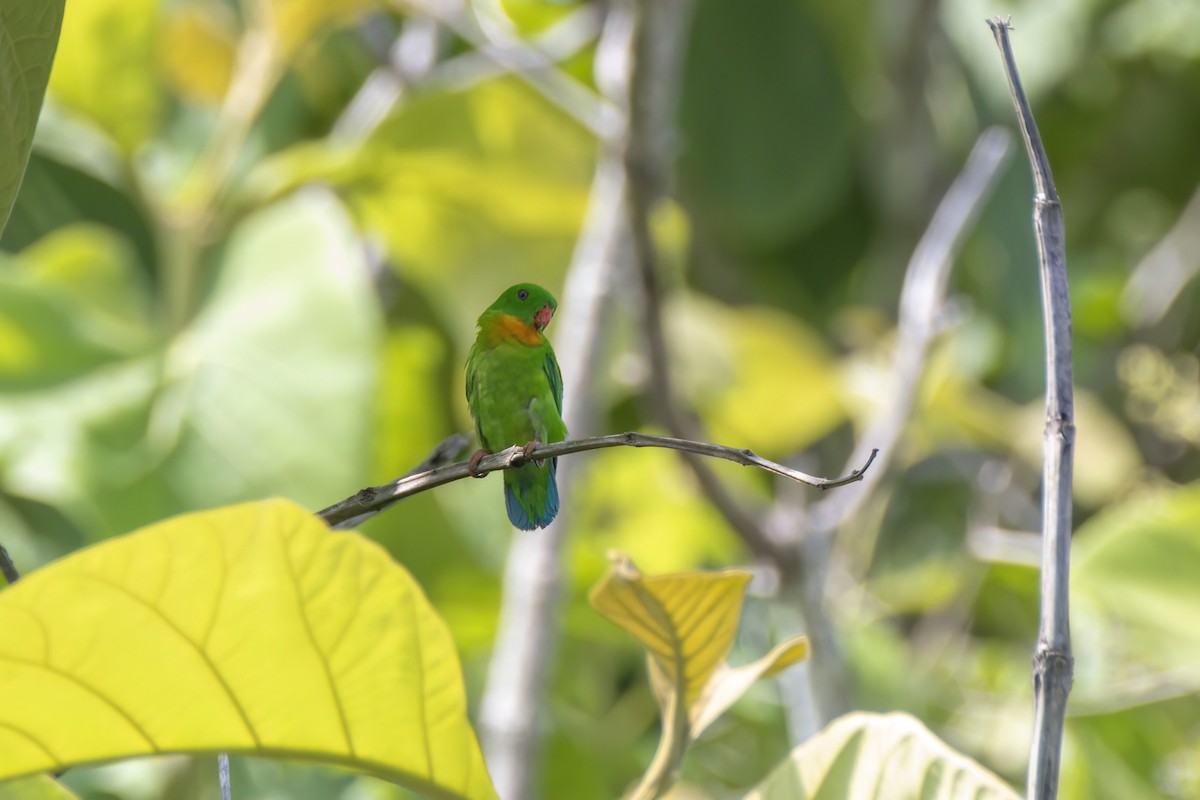Yellow-throated Hanging-Parrot - ML617508527