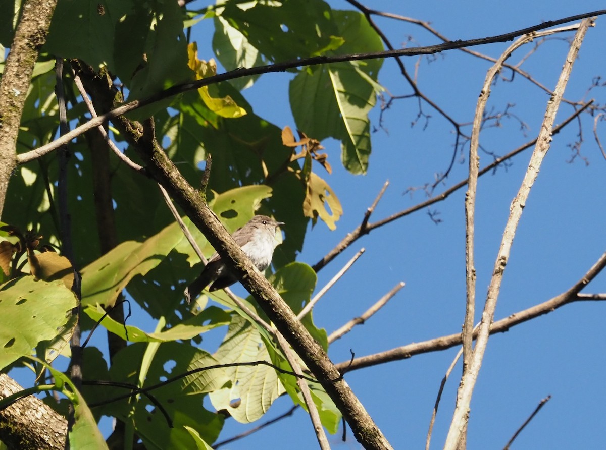 Chapin's Flycatcher (Chapin's) - Adrian Hinkle