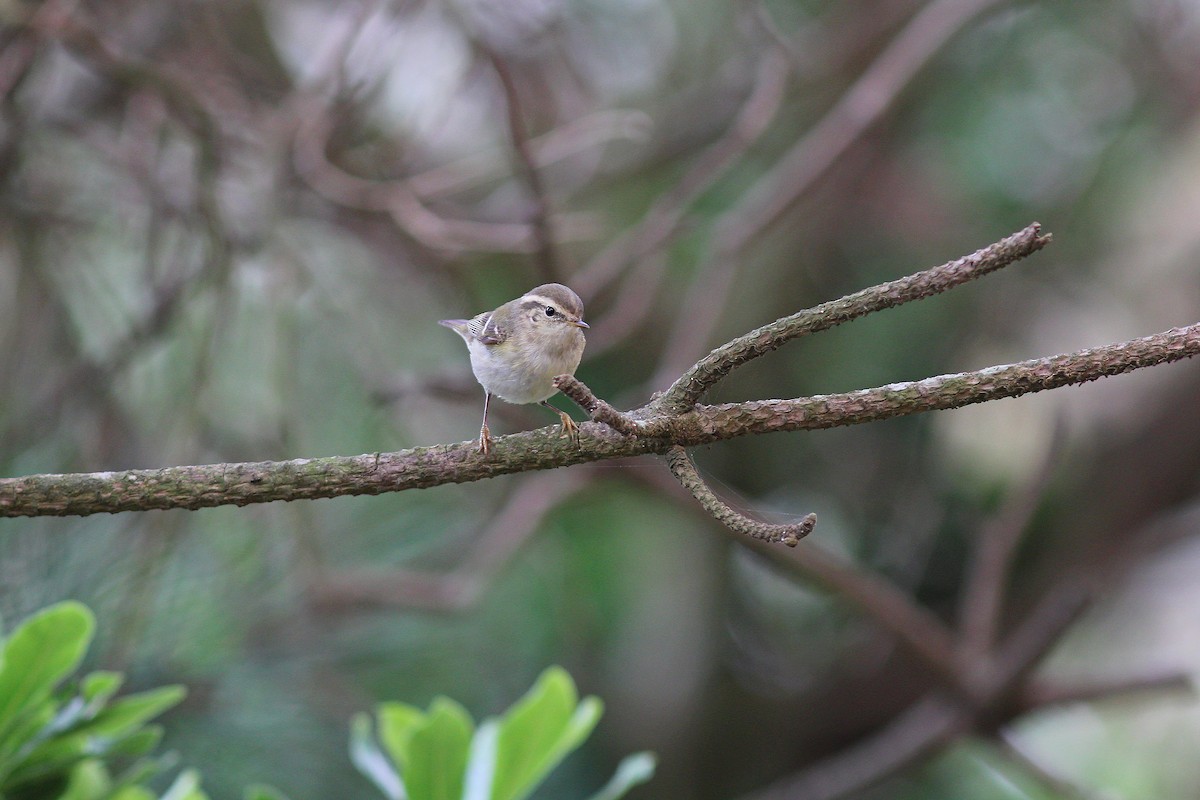 Yellow-browed Warbler - ML617508629
