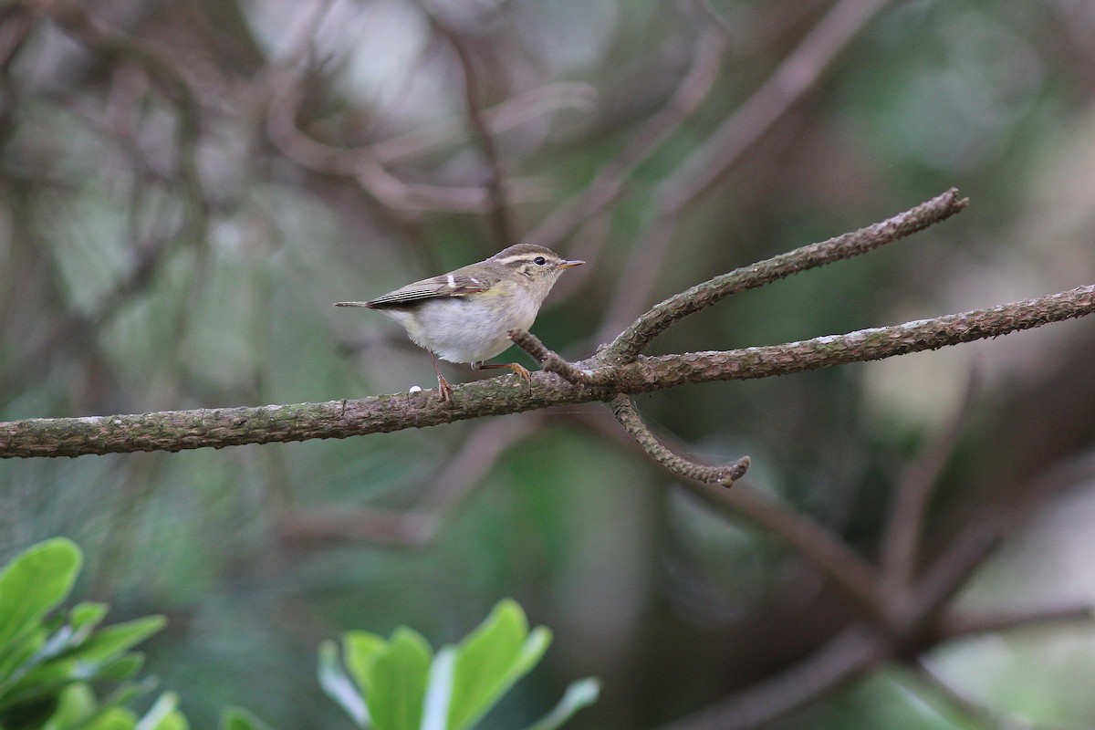 Yellow-browed Warbler - ML617508630