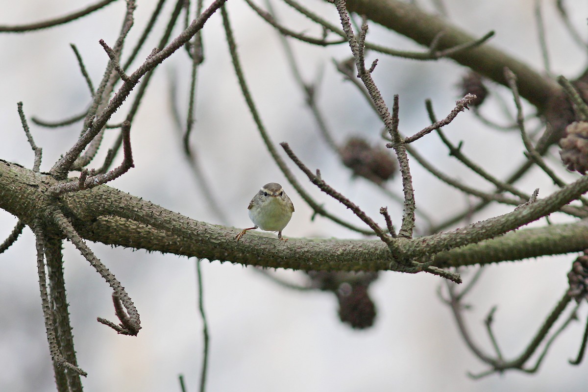 Yellow-browed Warbler - ML617508637