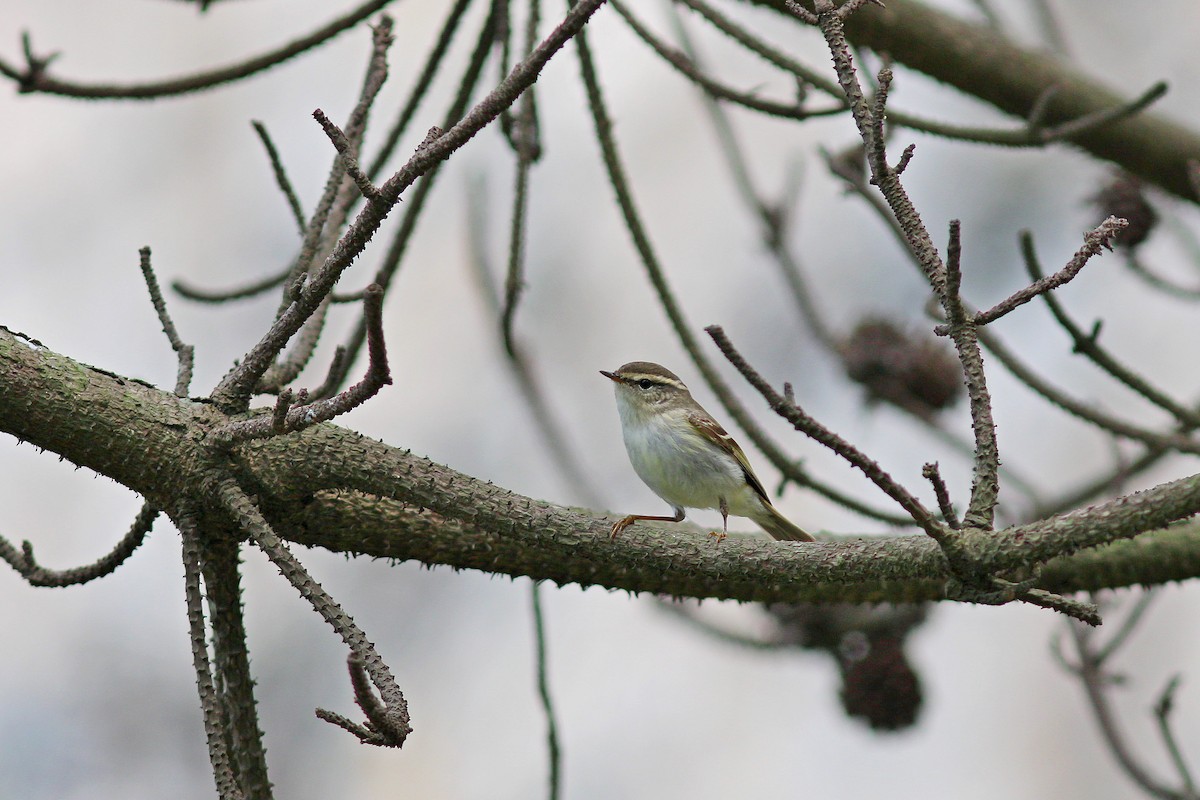 Yellow-browed Warbler - ML617508638