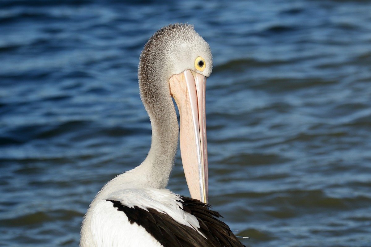 Australian Pelican - ML617508668