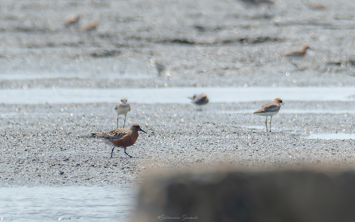 Red Knot - ML617508687