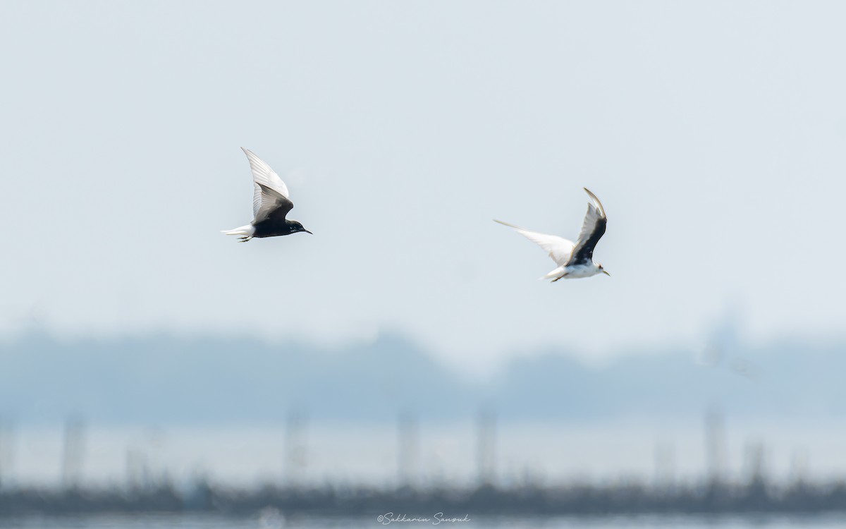White-winged Tern - ML617508711