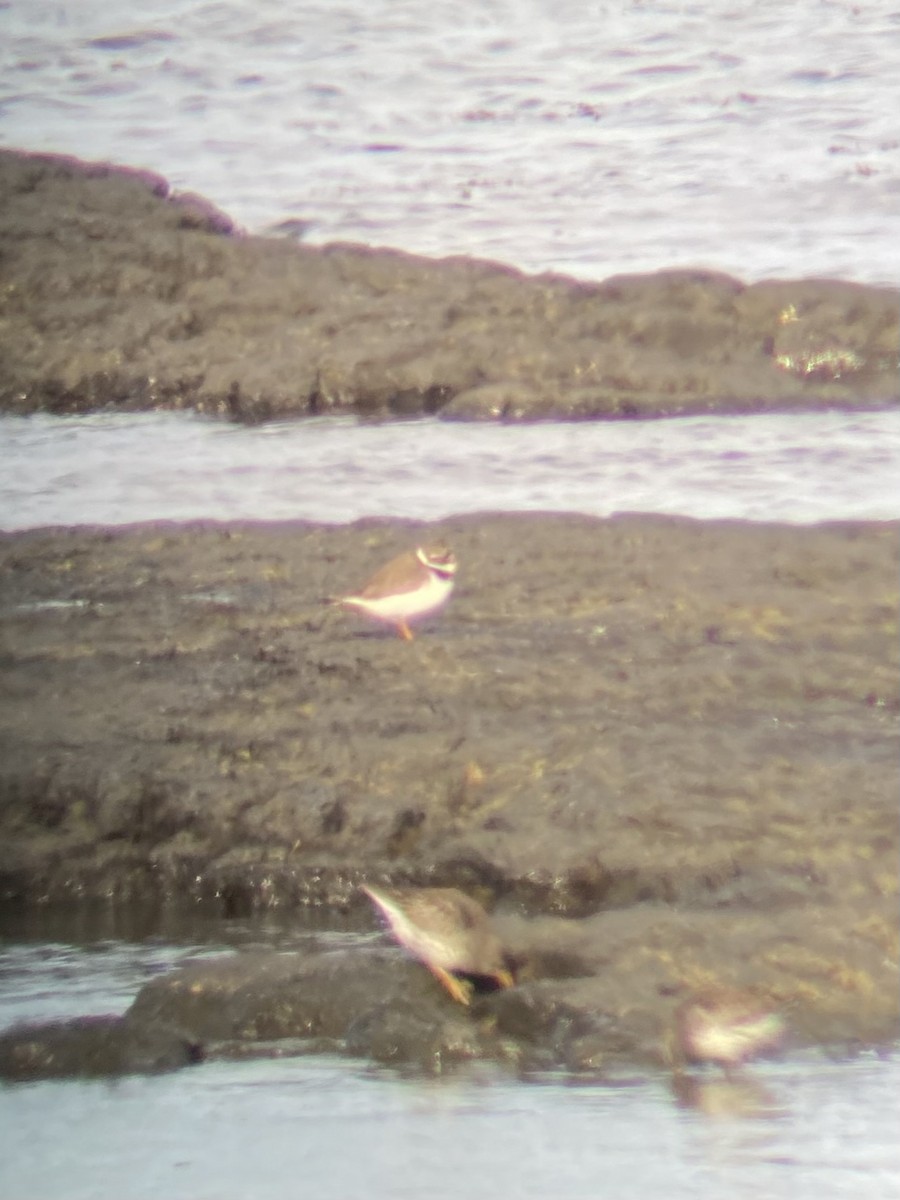 Common Ringed Plover - ML617508784