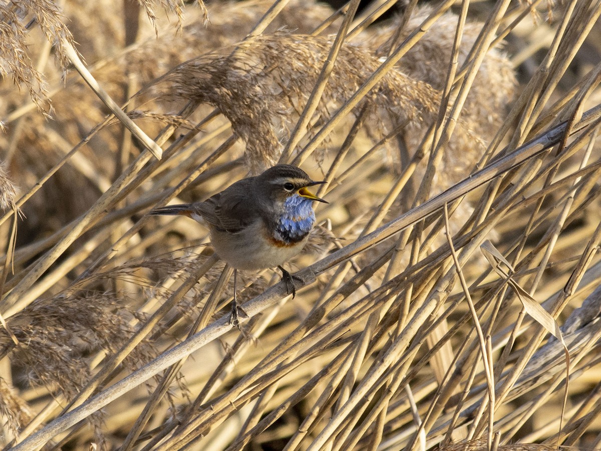 Bluethroat (Red-spotted) - ML617508800