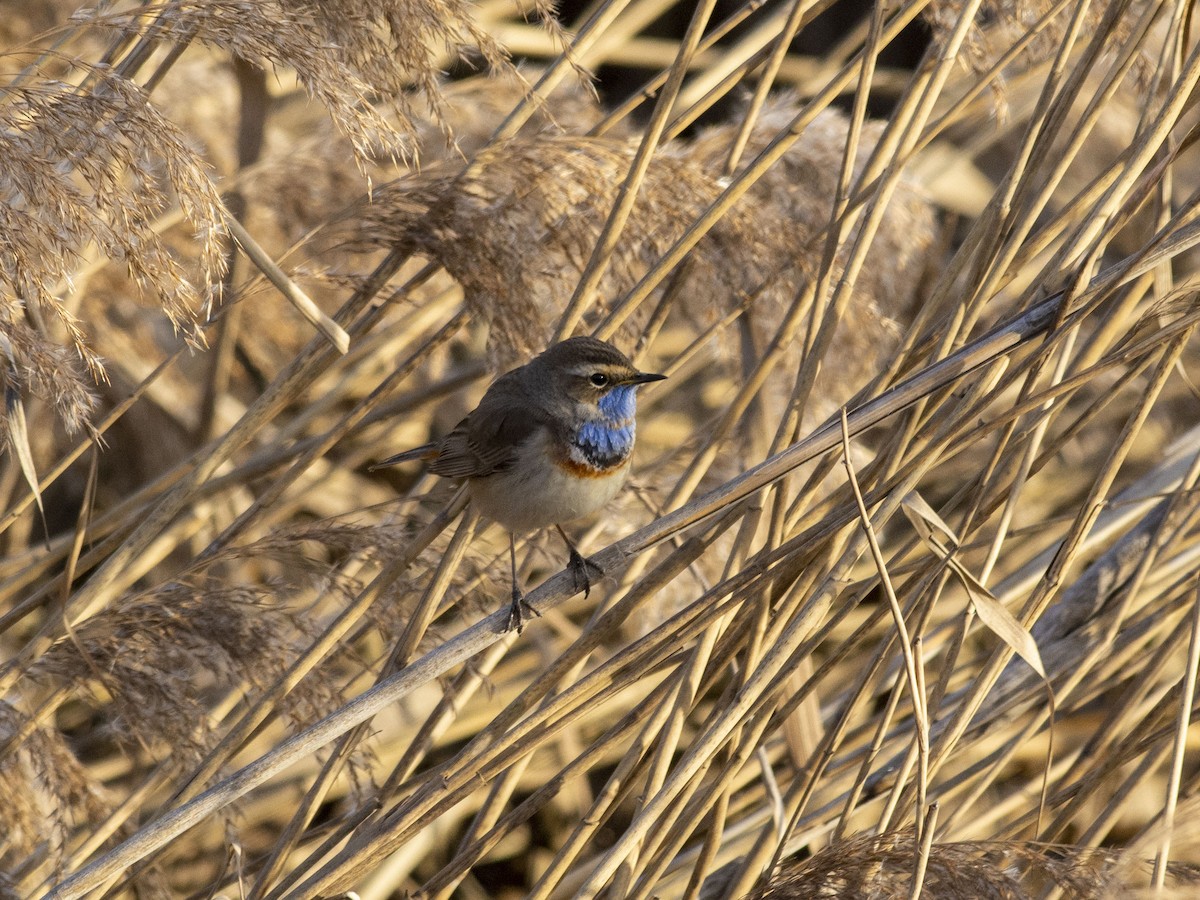 Bluethroat (Red-spotted) - ML617508801