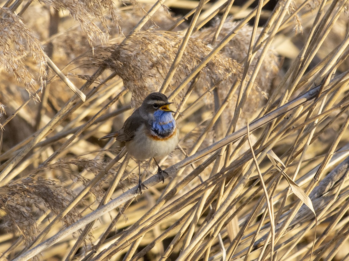 Bluethroat (Red-spotted) - ML617508802