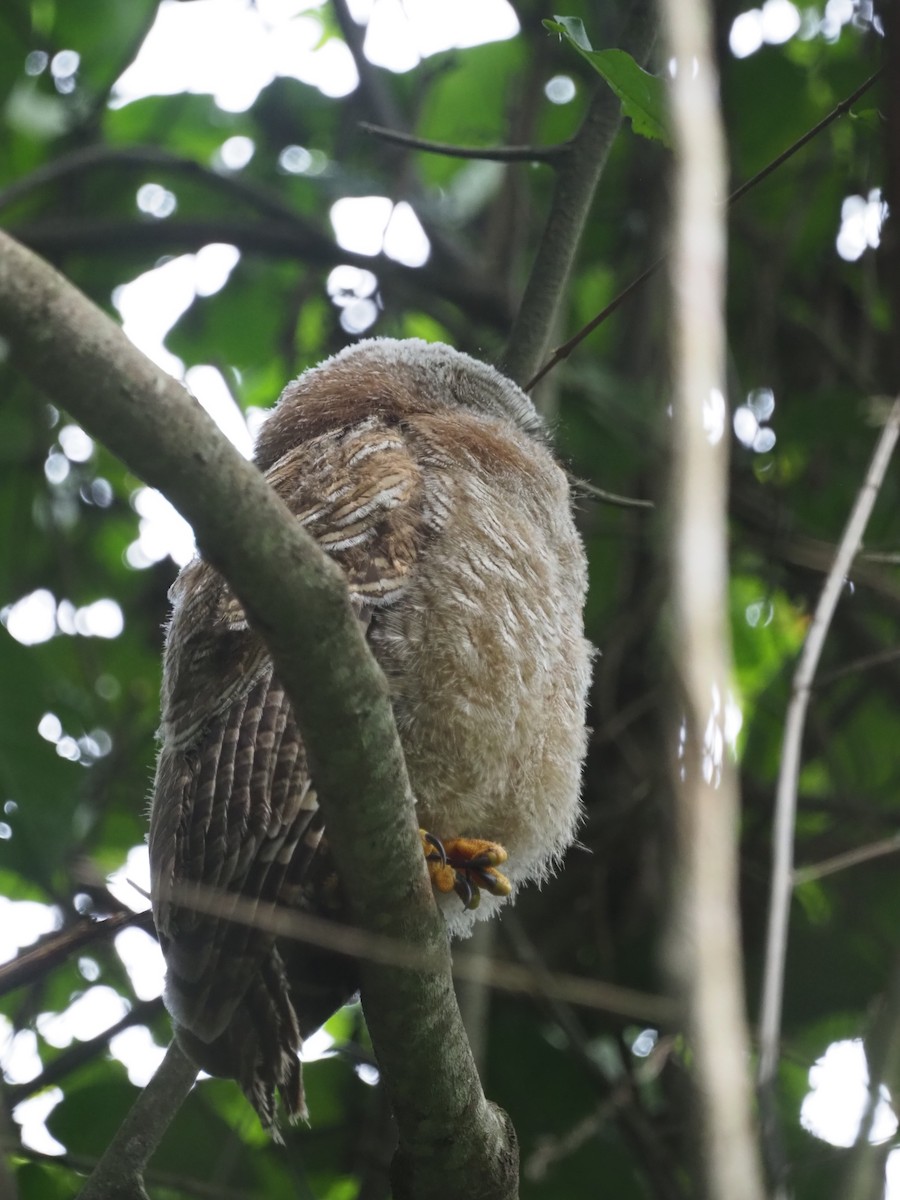 African Wood-Owl - Adrian Hinkle