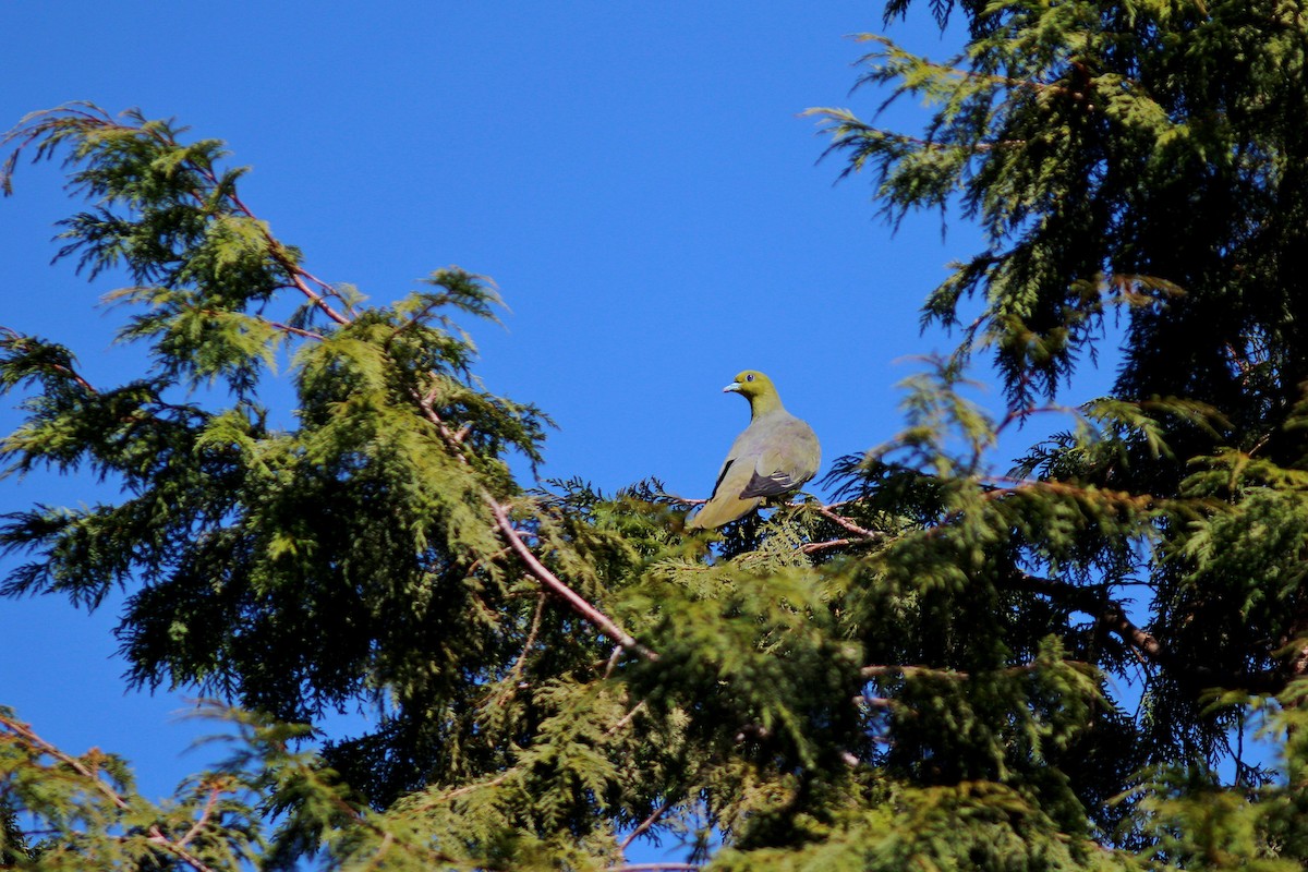 White-bellied Green-Pigeon - ML617508883