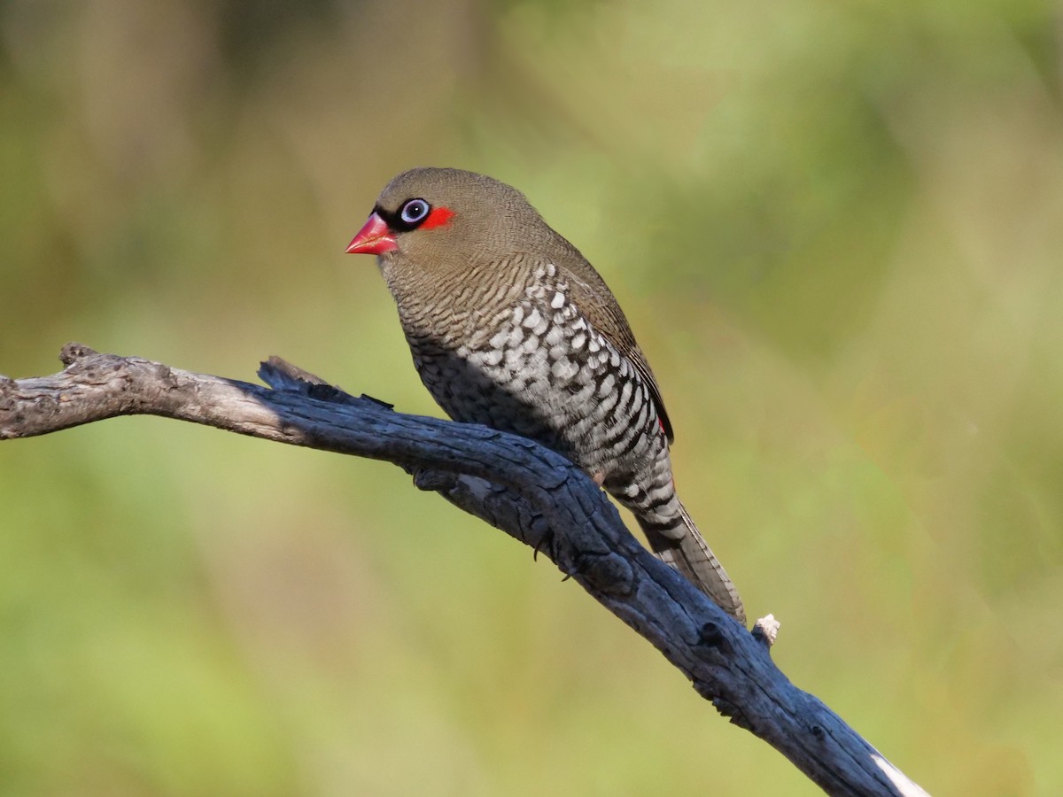 Red-eared Firetail - ML617508899