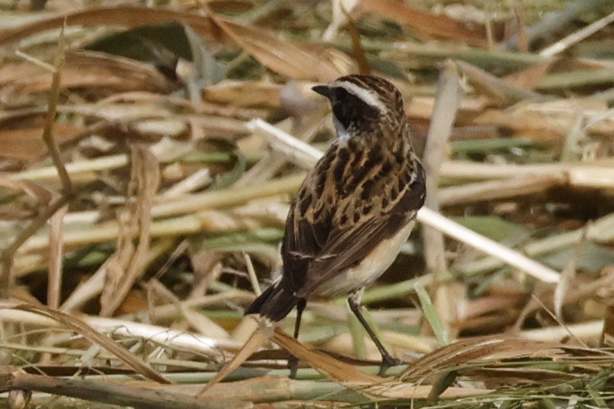 Whinchat - ML617508932