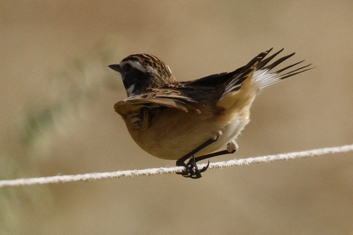 Whinchat - ML617508933