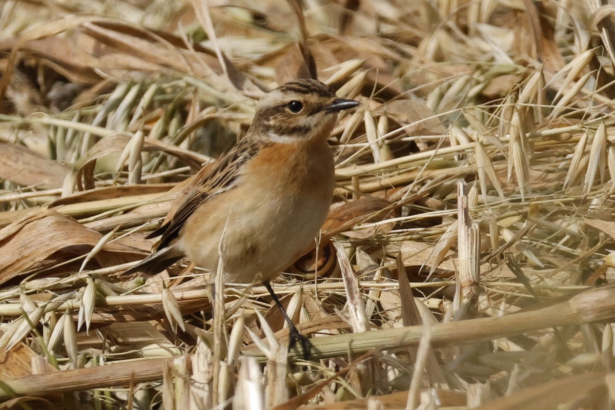 Whinchat - ML617508934