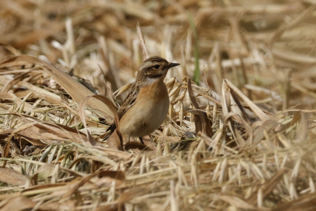 Whinchat - ML617508936