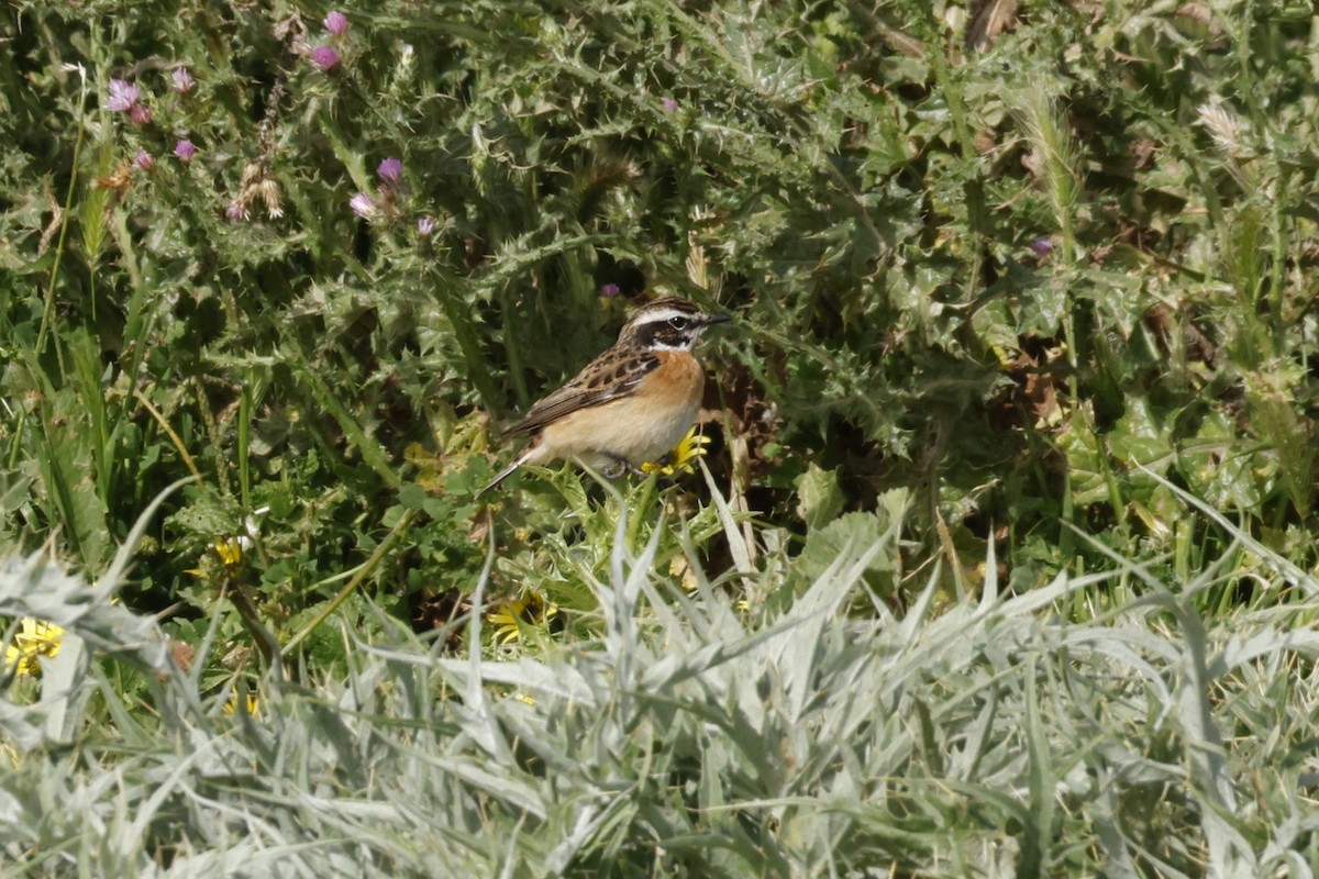 Whinchat - ML617508937