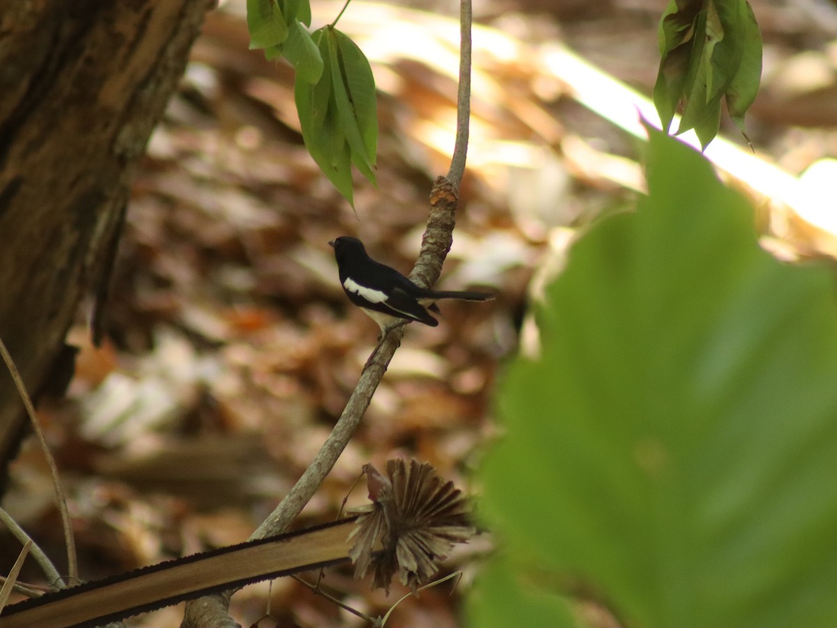 Oriental Magpie-Robin - Piyaporn Nobnorb