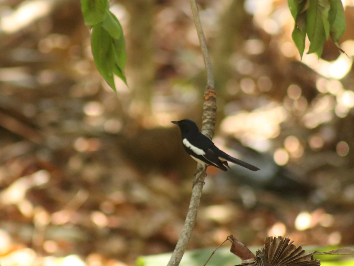Oriental Magpie-Robin - Piyaporn Nobnorb