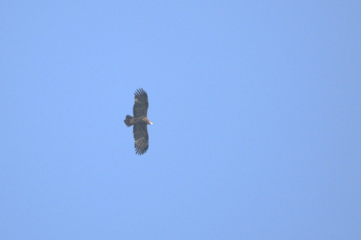 Lesser Spotted Eagle - ML617509092