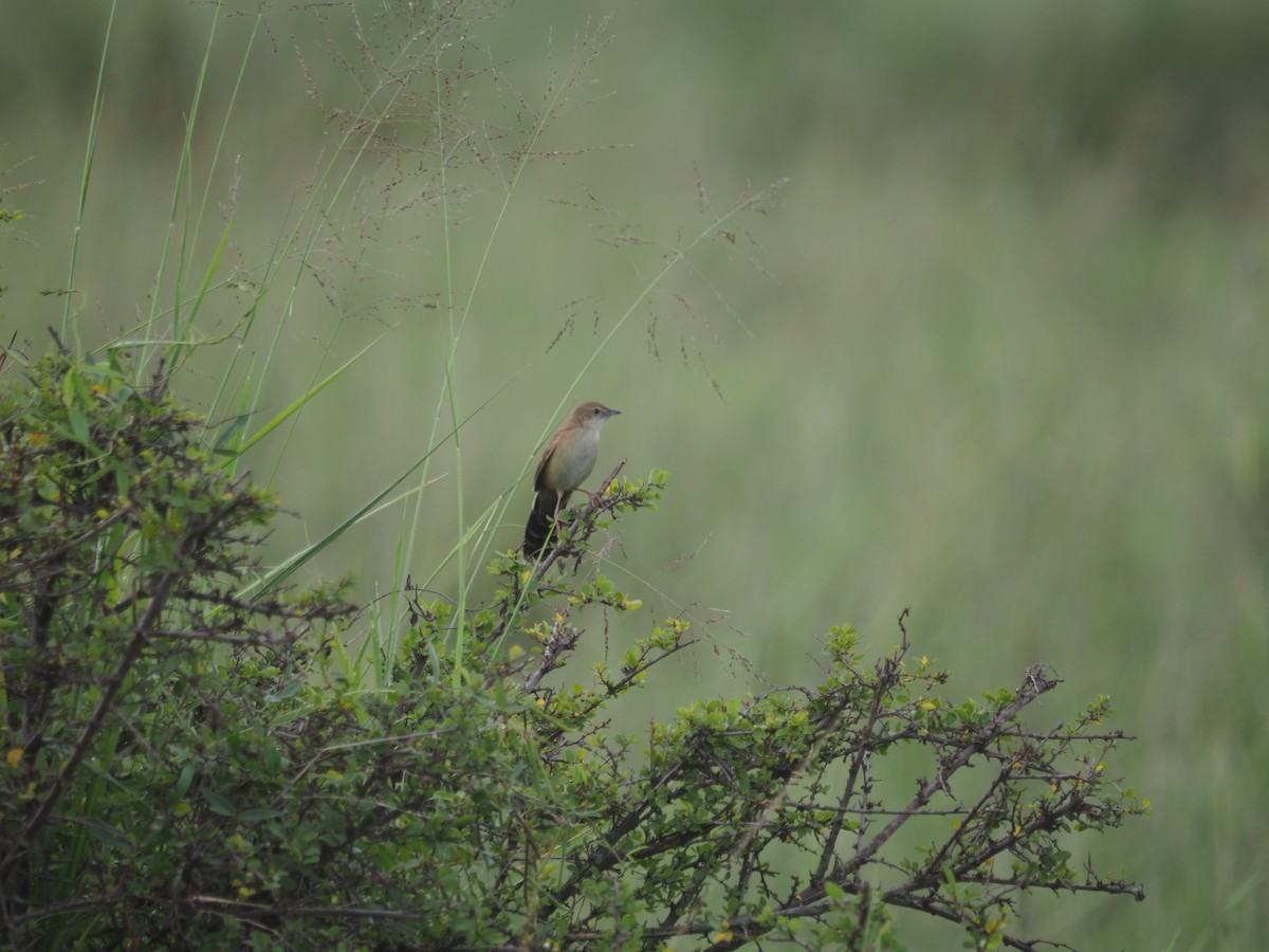 Fan-tailed Grassbird - ML617509113