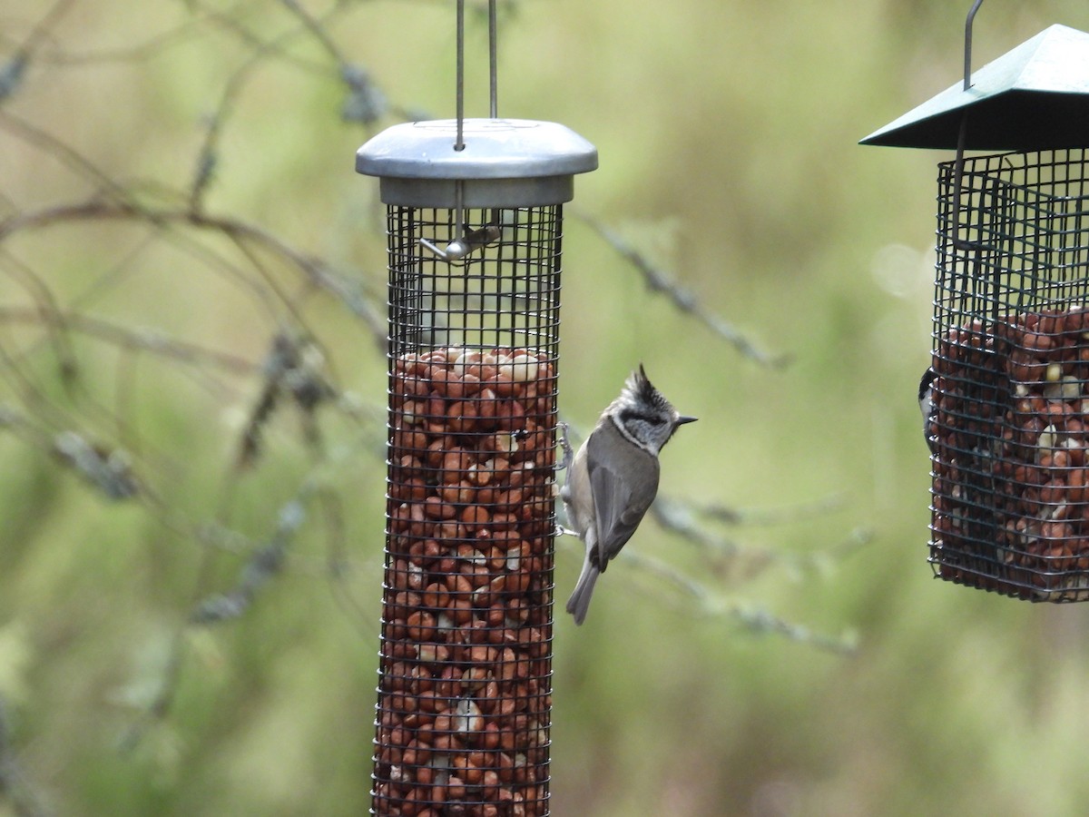 Crested Tit - ML617509175