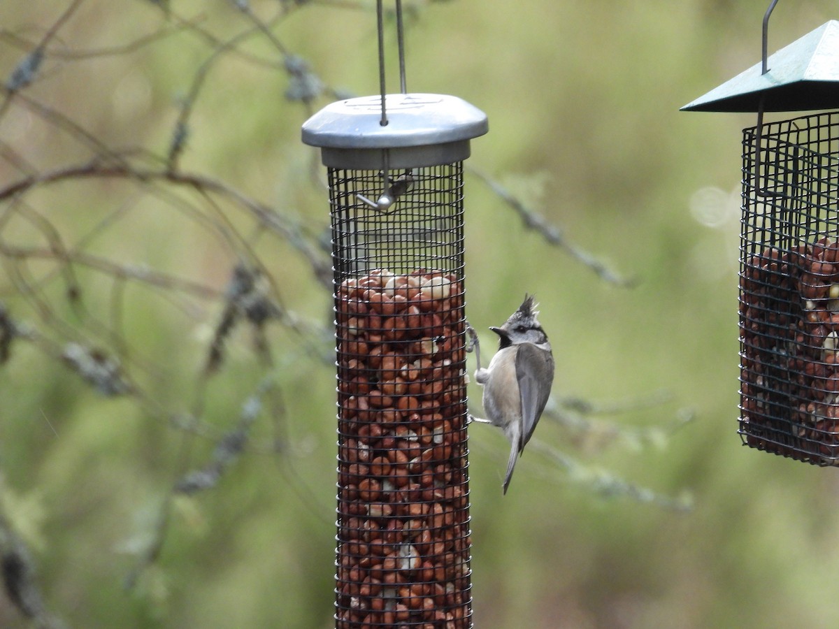 Crested Tit - ML617509176