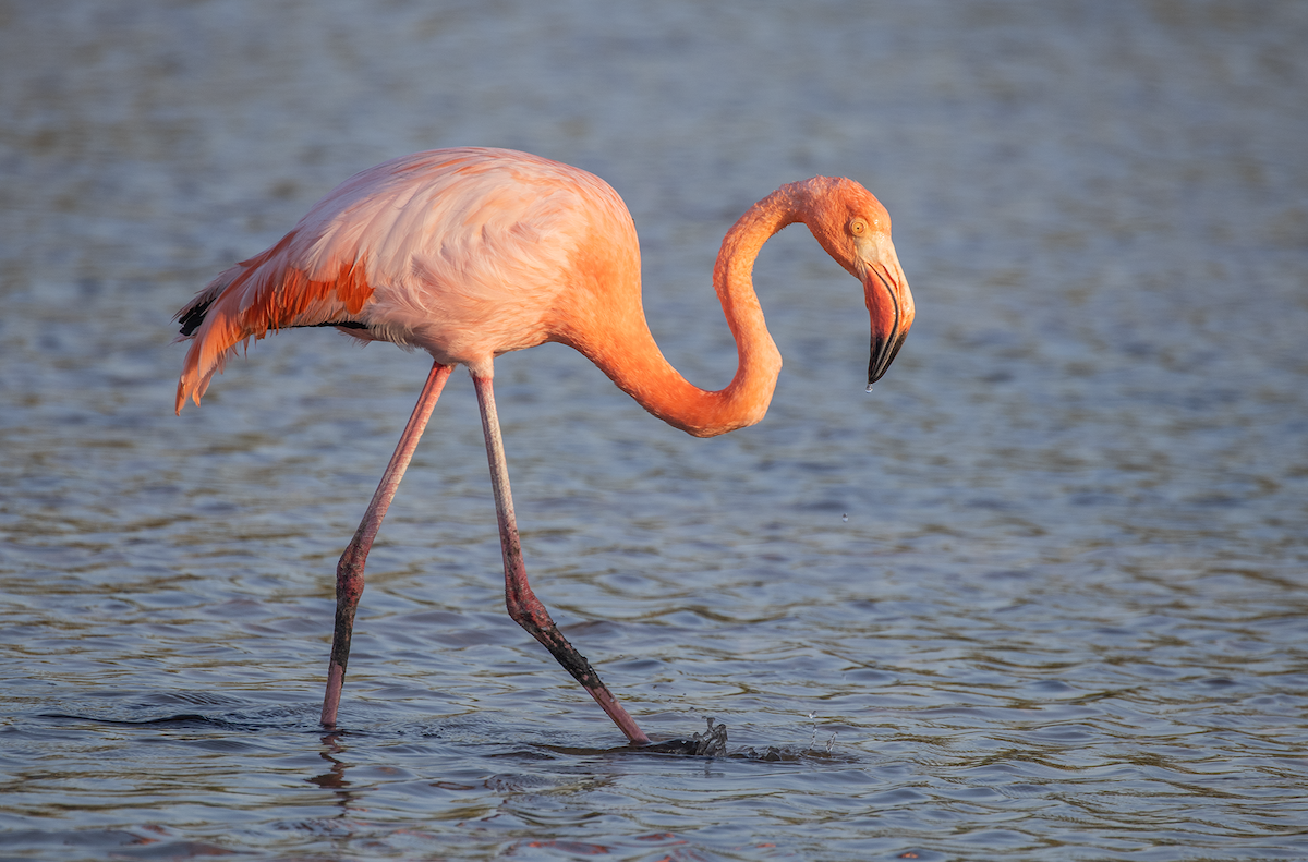 American Flamingo - Ernst Mutchnick