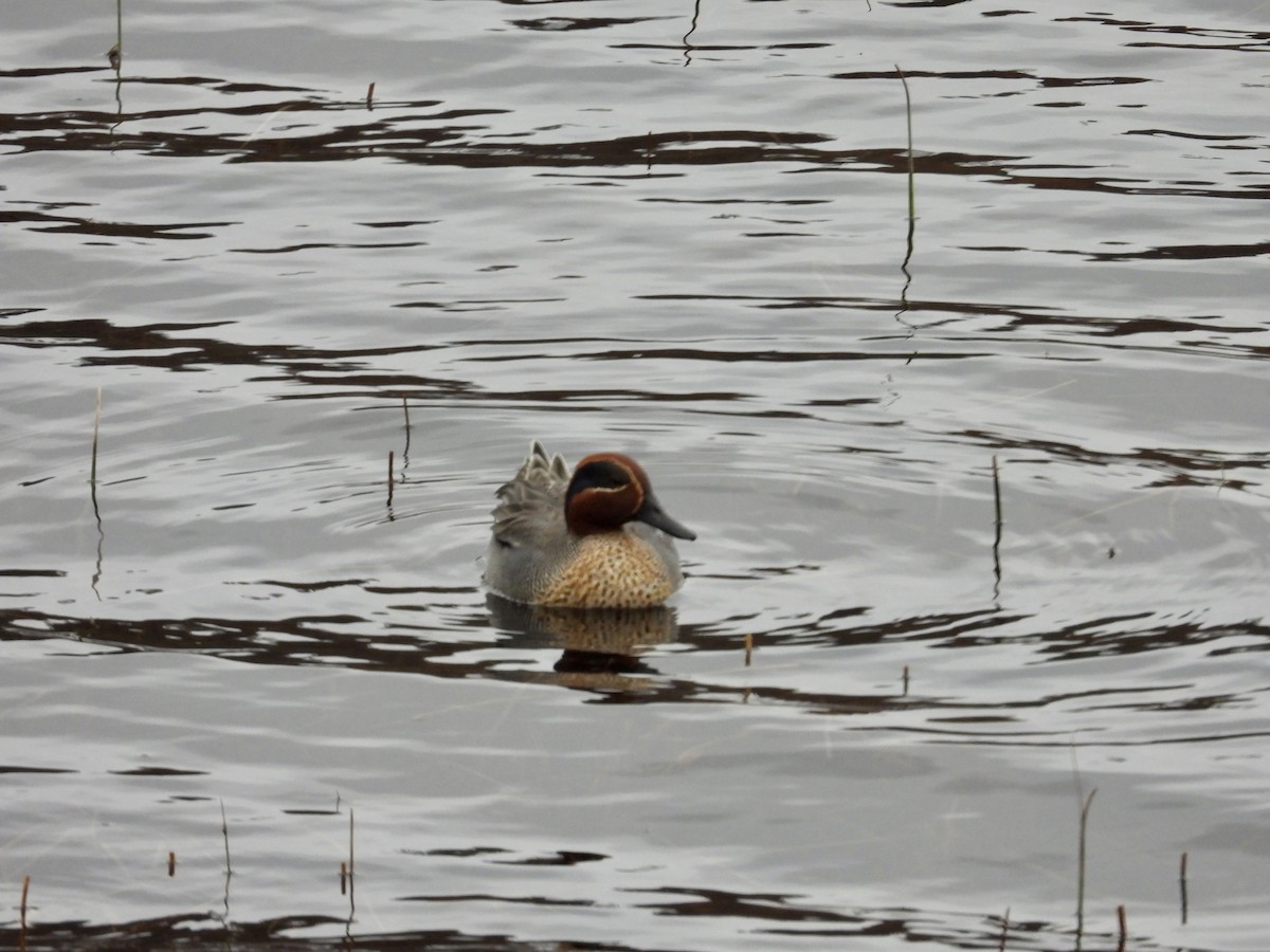 Green-winged Teal - ML617509202