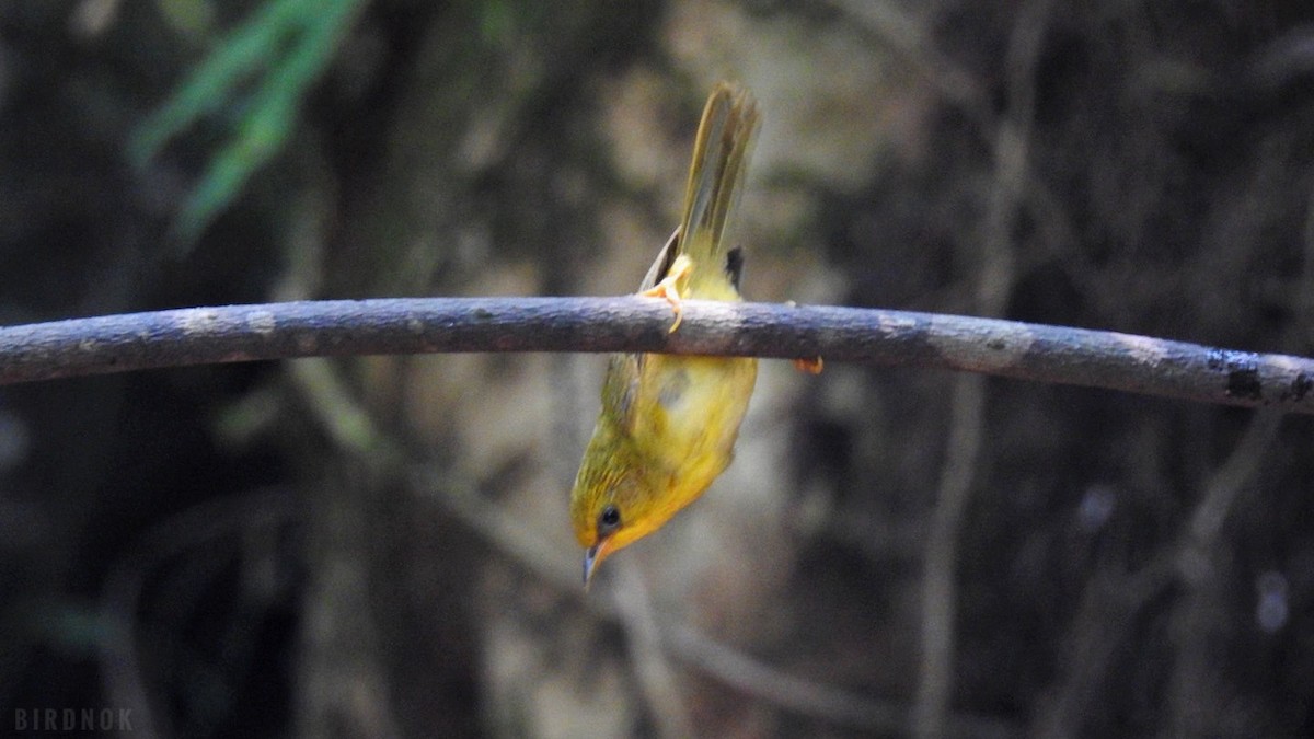 Golden Babbler - Rounnakorn Thientongtaworn