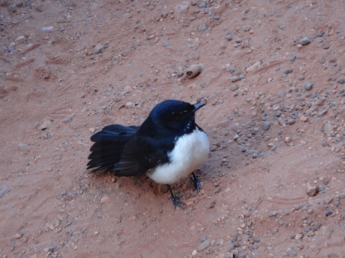 Willie-wagtail - Heather Williams